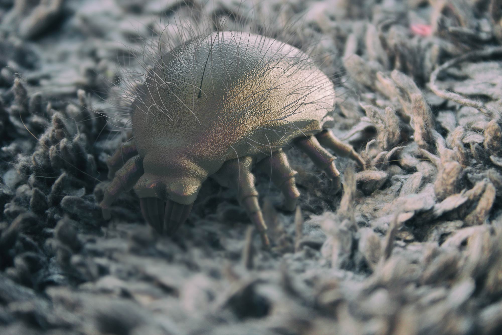 dust mite